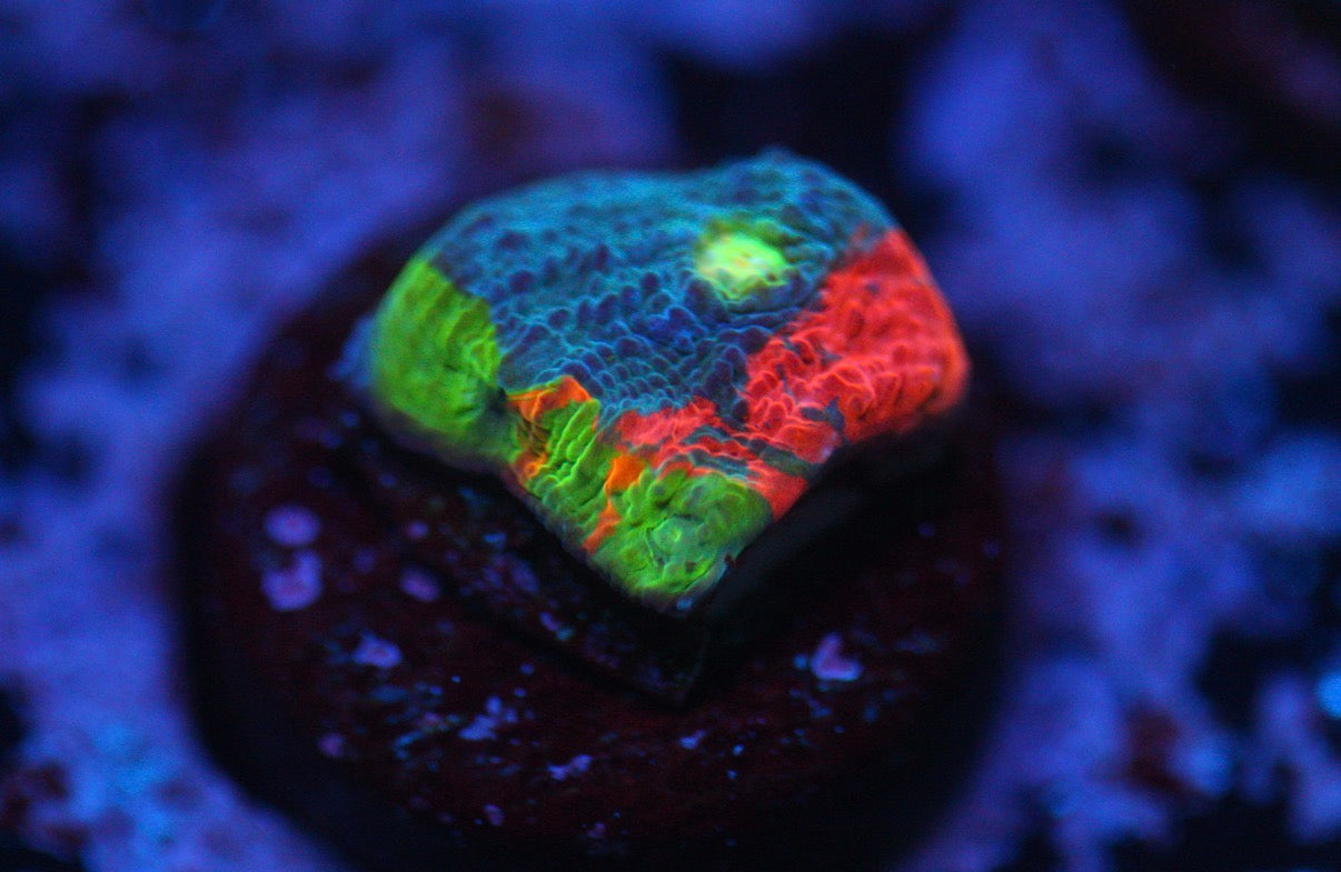 CCC Jelly Bean Chalice