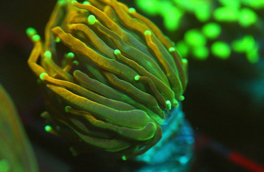 Holy Quac Variant Torch