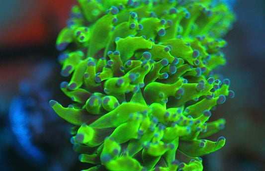 Blue Tip Green Frogspawn