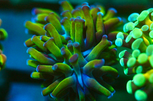 Dark Green Stem Hammer