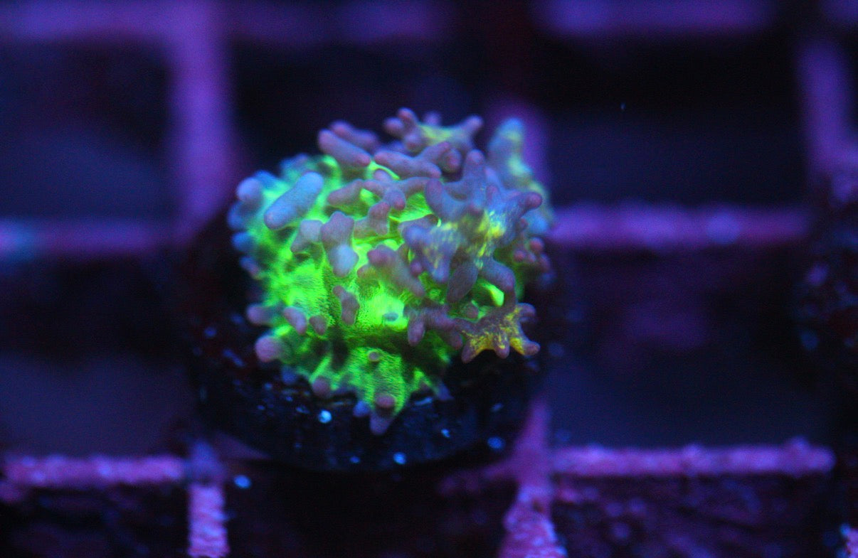 Radioactive Bounce Mushroom
