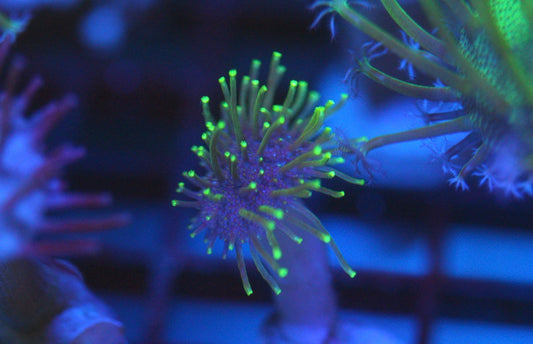 Green ToadStool Leather