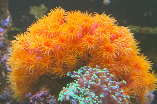 Sun Coral (tubastraea) (Stock)
