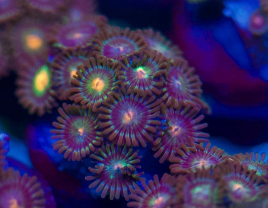 Blow Pop Zoa