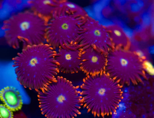 Fire and Ice Zoa