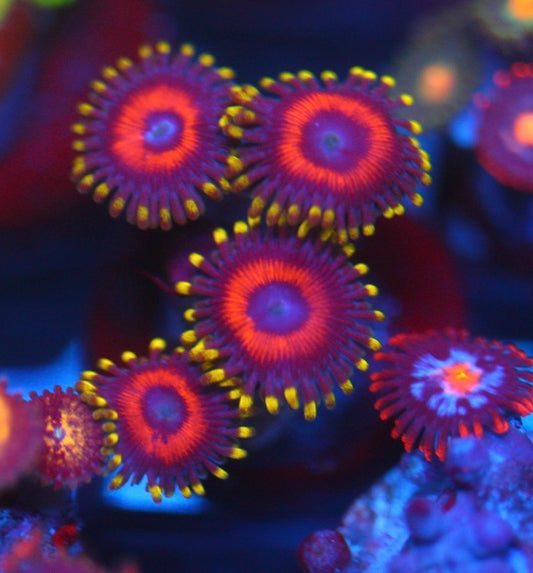 Eagle Eye Zoa