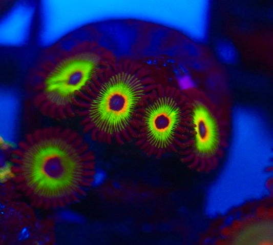 WWC Bob Marley Zoa