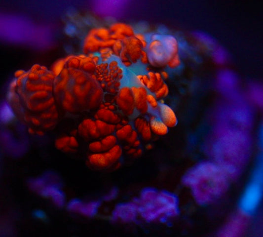 CCC Velvet Bounce Mushroom