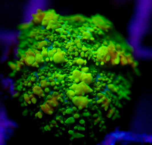 Yellow Bounce Mushroom