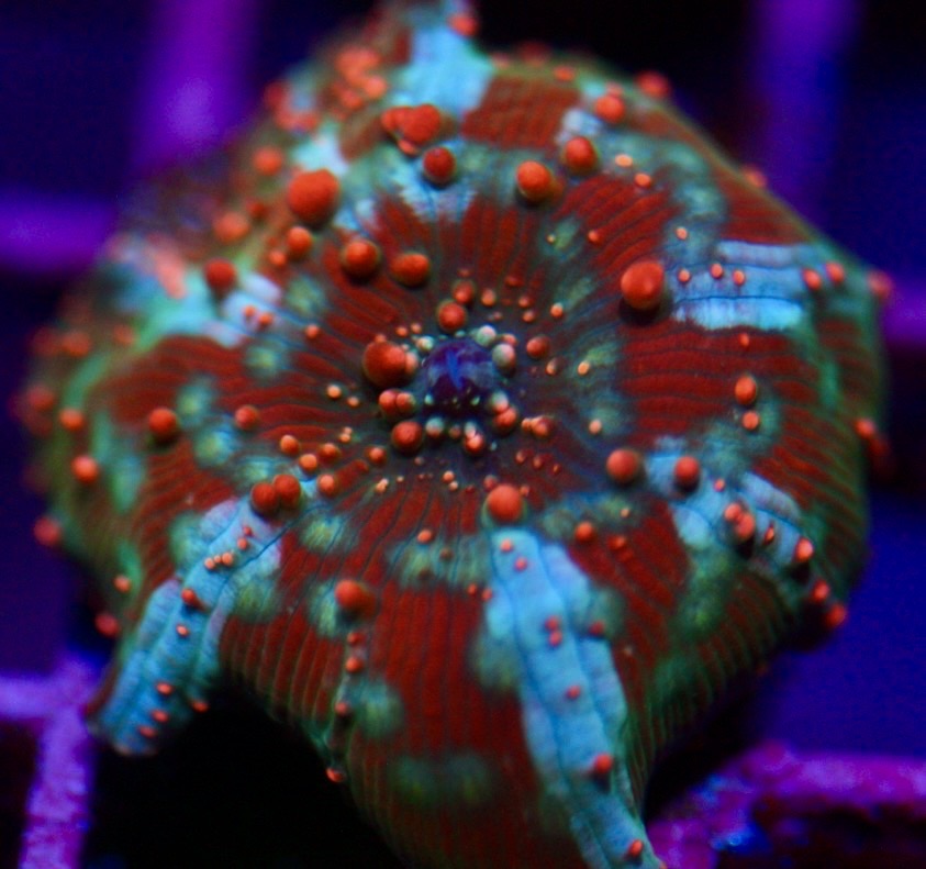 Dragon Lady Bounce Mushroom