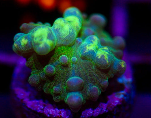 Yellow Mellow Bounce Mushroom