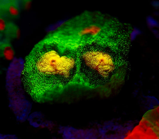 Raja Rampage Chalice