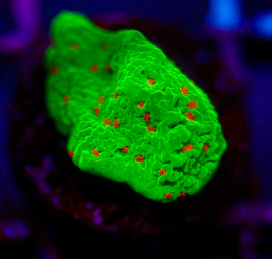 Seasons Greeting Montipora