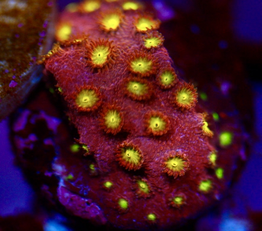 Bling Bling Cyphastrea