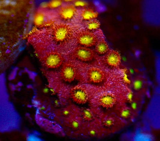 Bling Bling Cyphastrea