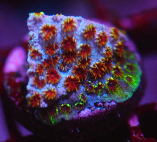 Skittlez Bomb Cyphastrea