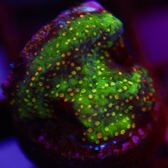 Grafted Rainbow Monti
