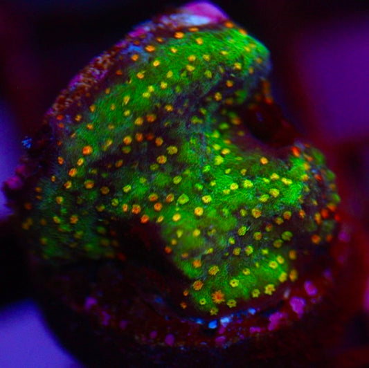 Grafted Rainbow Monti