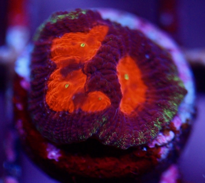 Red Eye Favia
