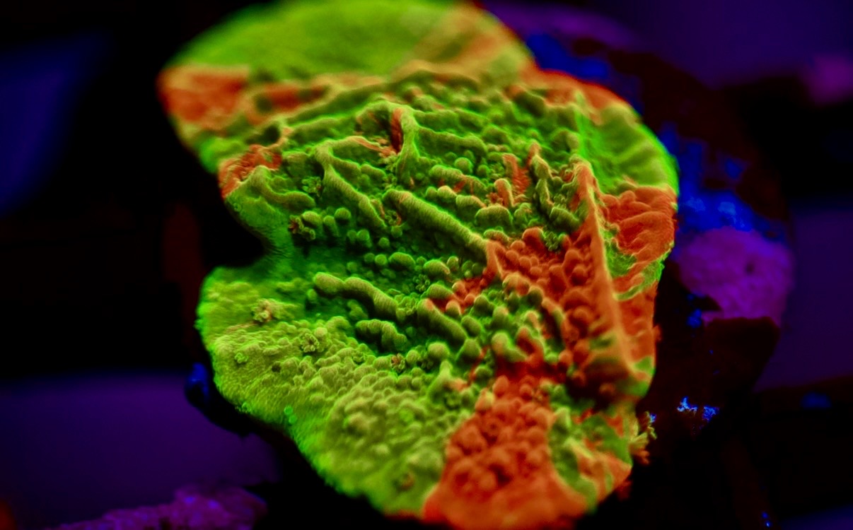 Grafted Montipora