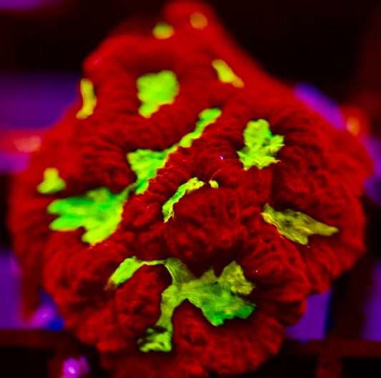 CCC Radioactive Ooze Favia