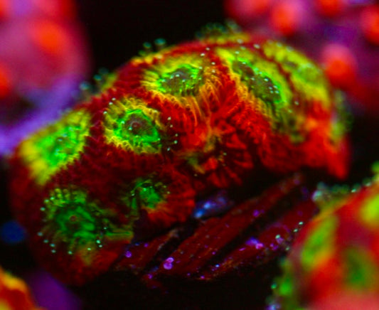 RR Spicy Lemon Favia