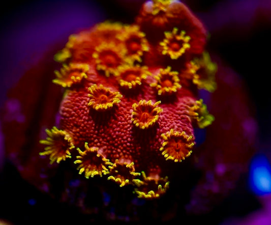 Firewalker Cyphastrea