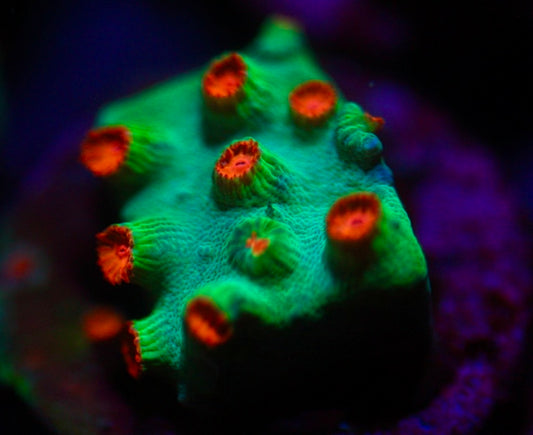 Meteor Shower Cyphastrea