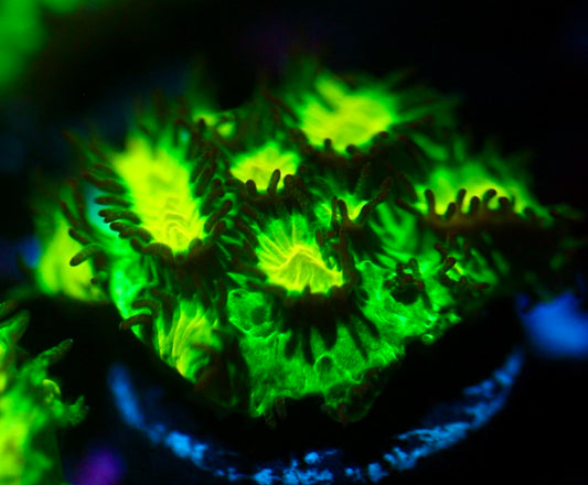 JF Lime Light Hydrnophora (Highlighter green)