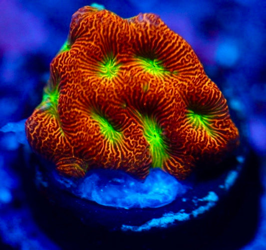 Jack O' Lantern Leptoseris