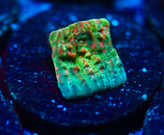 CCC Cupping Skittles Chalice