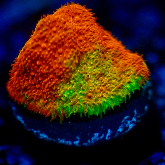 Watermelon Psammocora