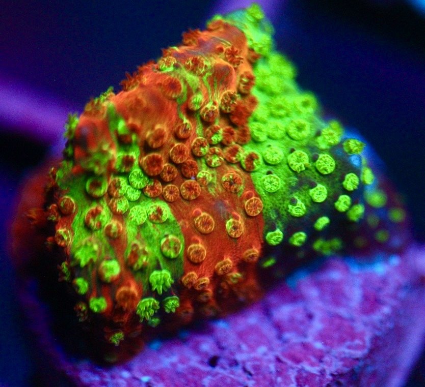 WWC Two Face Stylocoeniella
