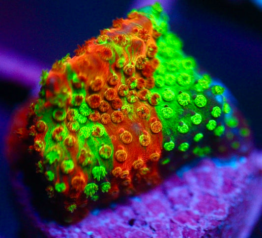 WWC Two Face Stylocoeniella