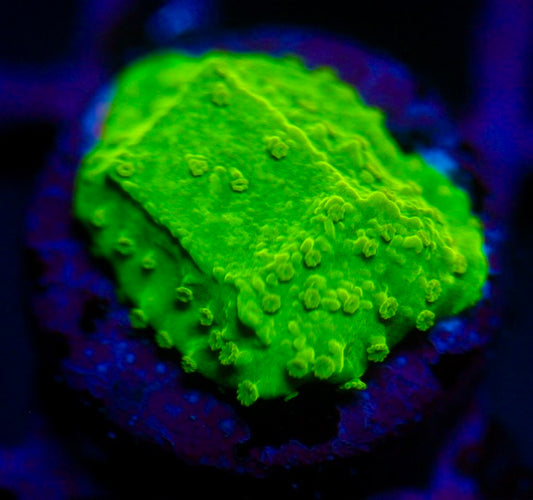 Green Montipora