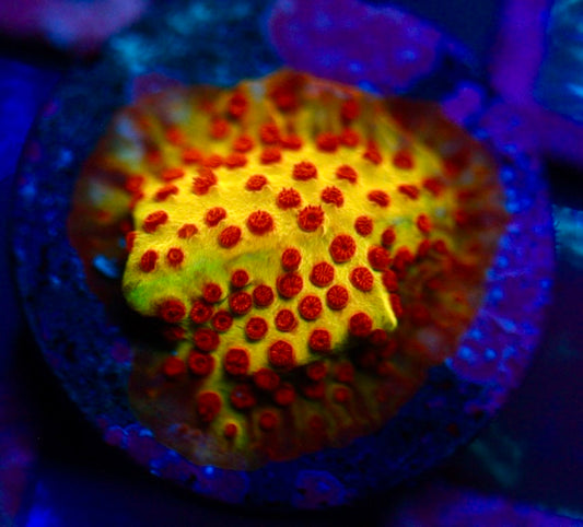 Burning Banana Stylocoeniella