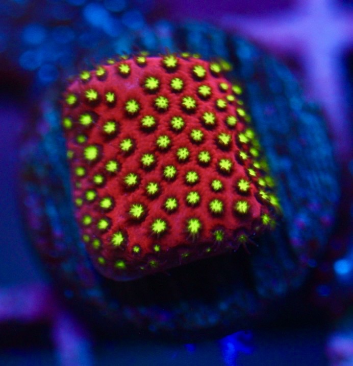 WWC Electric Daisy Stylocoeniella