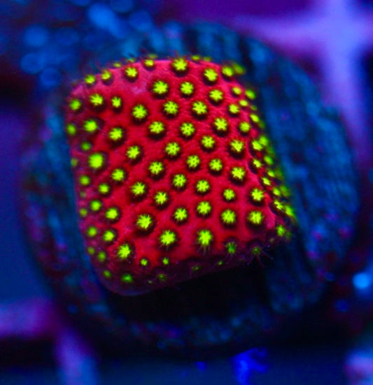 WWC Electric Daisy Stylocoeniella