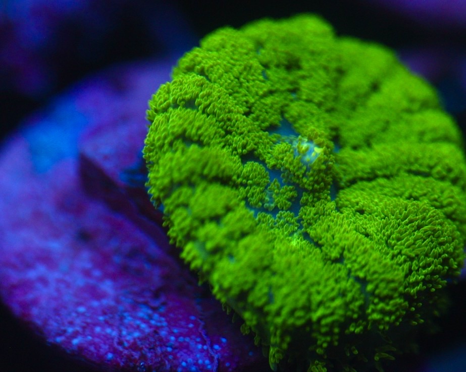 Bright Green Rhodactis