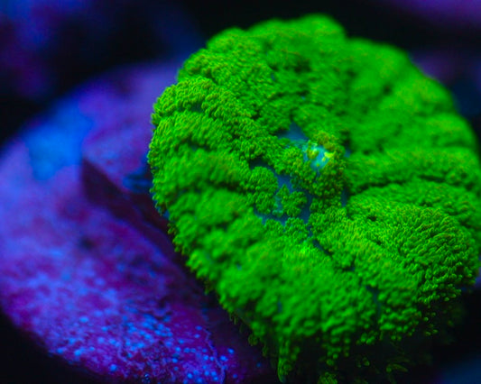 Bright Green Rhodactis