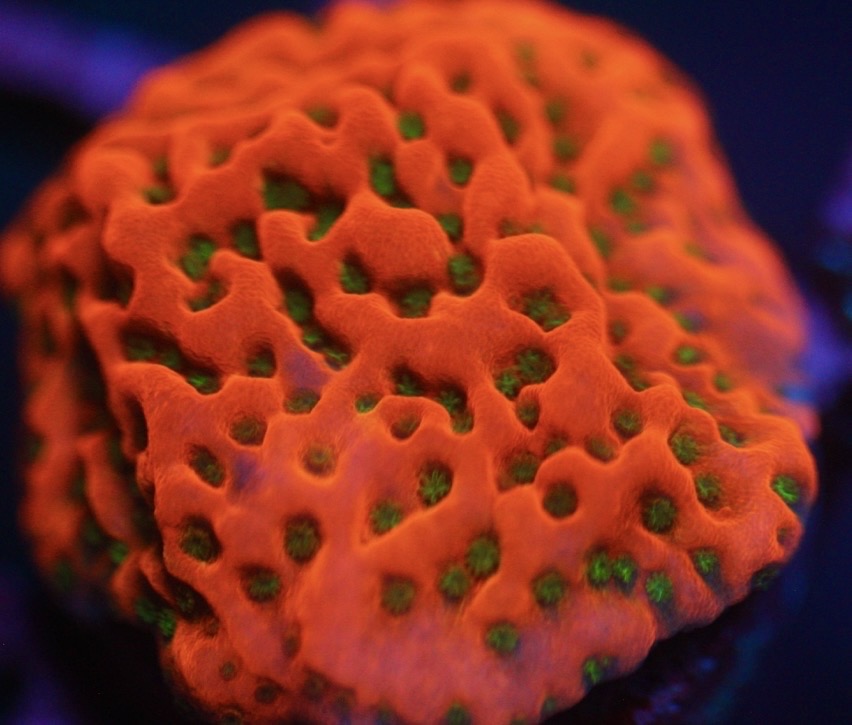 Tropical Thunder Montipora