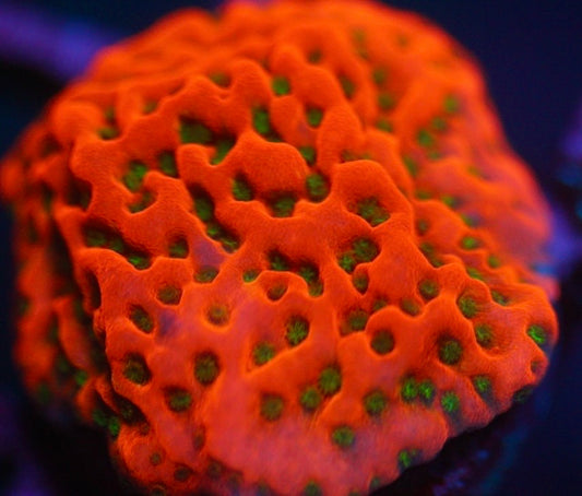 Tropical Thunder Montipora
