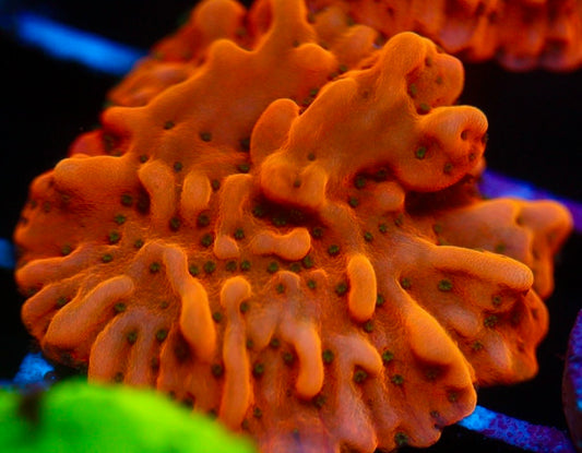 Orange Montipora