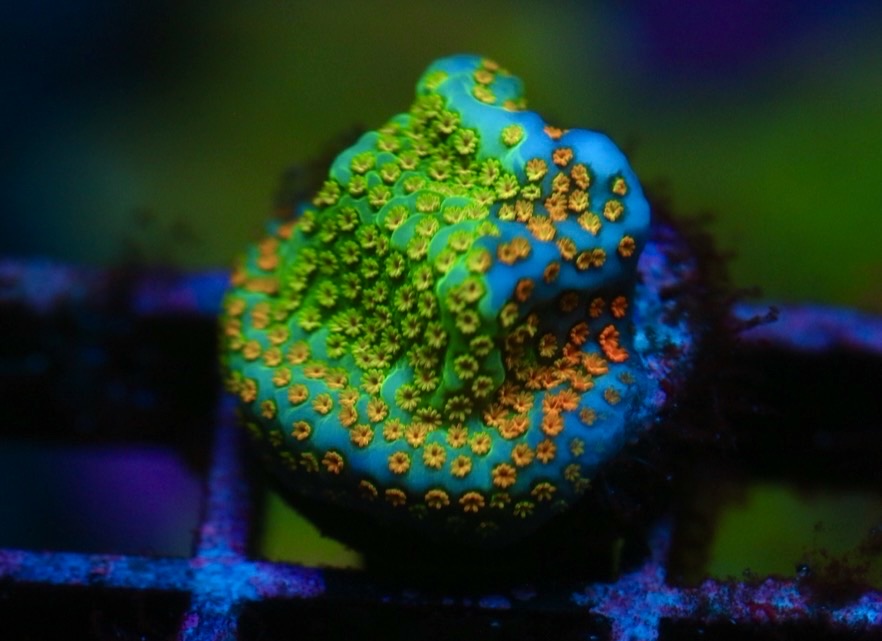 Grafted Rainbow Monti