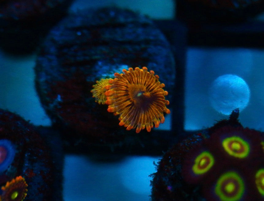 Burning Embers Zoa