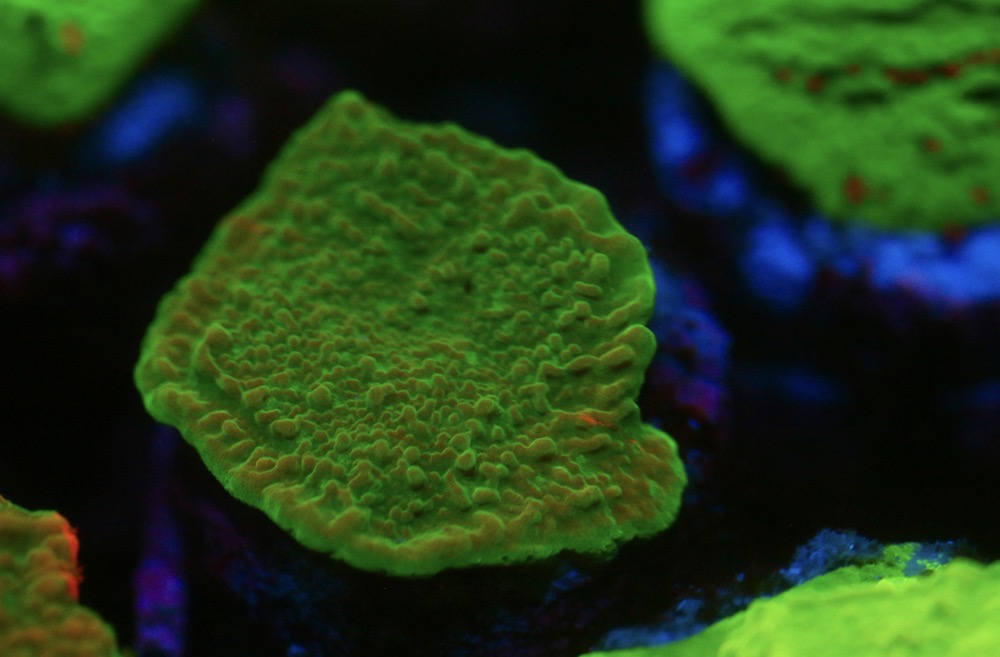 Green Montipora