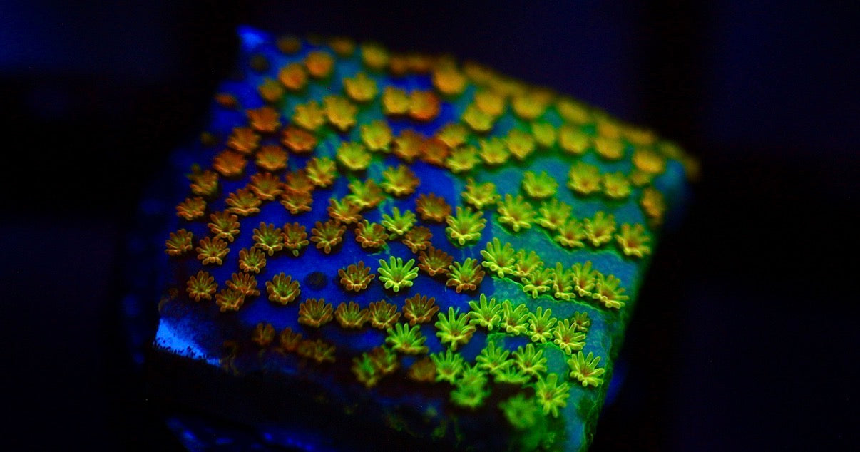 Grafted Rainbow Monti