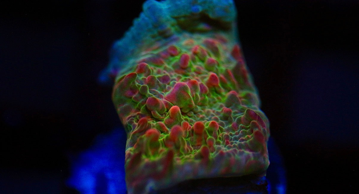 CCC Cupping Skittles Chalice