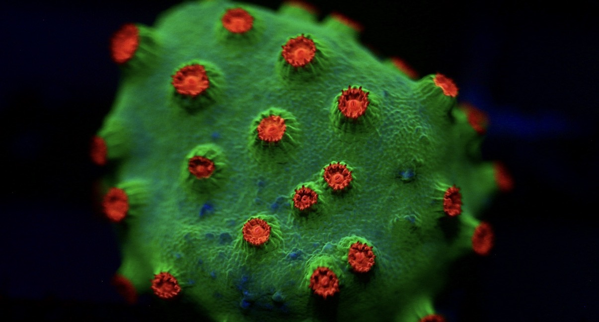 Meteor Shower Cyphastrea