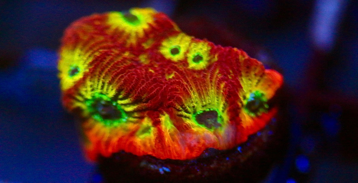 RR Spicy Lemon Favia